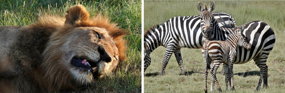 塞倫蓋提國家公園 (北部)
今日將進入塞倫蓋提國家公園北部,來到馬拉河流域,這裡正是動物大遷徙最震撼的舞台。我們將靜候牛羚與斑馬群聚集於河岸,親眼見證他們鼓起勇氣躍入河中的壯闊場景。 每一次渡河都是一場生死考驗:河裡潛伏的鱷魚、河岸覬覦的獅子與豹,都讓氣氛充滿張力。