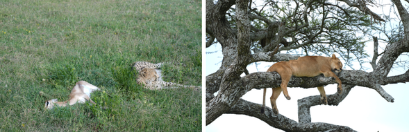 Serengeti National Park
隨著雨季逐漸進入尾聲,遼闊草原覆滿新生牧草,為大地披上一層鮮綠色地毯,也吸引數以萬計的牛羚、斑馬與瞪羚在中部草原聚集覓食。遼闊無垠的草原一路延伸至天際,成群的斑馬、牛羚與長頸鹿自在漫步其中,而獅子、獵豹與花豹也正悄悄地在草原上尋找獵物。這片土地孕育著世界最壯觀的生態奇觀,也見證著動物大遷徙年復一年的循環。