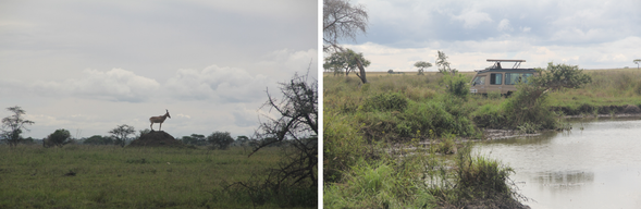 清晨可選擇再次進行短程 Game Drive,作為草原旅程的最後一瞥。之後啟程離開 Serengeti,沿著 Rift Valley(大地裂谷)一路往南行駛至曼雅拉湖區,入住景觀極佳的山谷 Lodge。
下午可放鬆享受泳池與湖景,或在房內陽台靜靜欣賞裂谷夕光,是這趟動物冒險後最溫柔的結尾。