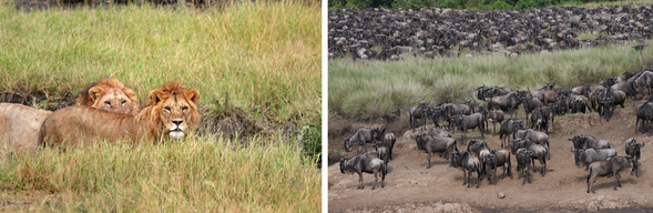 Ngorongoro > Serengeti
Ngorongoro 被譽為「非洲伊甸園」,
是少數有機會看到黑犀牛的區域
午後前往 Serengeti National Park 中部平原