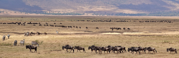 塞倫蓋提國家公園 > 回程
早餐後搭乘草原小飛機返回 Arusha,準備啟程回台。
從空中俯瞰塞倫蓋提遼闊草原,為這段旅程留下最後一眼。
這不是告別,
而是把非洲的一部分,帶回生活裡。