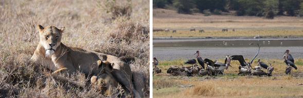 Northern Serengeti
今日將進入塞倫蓋提國家公園北部,來到馬拉河流域,這裡正是動物大遷徙最震撼的舞台。我們將靜候牛羚與斑馬群聚集於河岸,親眼見證他們鼓起勇氣躍入河中的壯闊場景。 每一次渡河都是一場生死考驗:河裡潛伏的鱷魚、河岸覬覦的獅子與豹,都讓氣氛充滿張力。