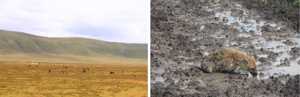 Ngorongoro Crater – Central Serengeti
清晨將進入恩戈羅恩戈羅火山口,展開今日精彩的 Safari 探索。這座直徑約 20 公里的巨大火山口,被譽為世界上最完整的野生動物棲息地之一,孕育著獅子、大象、斑馬、羚羊等豐富野生動物。下午離開火山口後,將一路前往中部塞倫蓋蒂國家公園,準備迎接更遼闊壯觀的草原旅程。