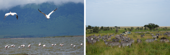 Ngorongoro - Serengeti
今天將深入 Ngorongoro 火山口 展開 Safari。這座直徑約 20 公里的巨大火山口,被譽為世界上最完整的野生動物棲息地之一。下午結束Safari後,前往塞倫蓋提國家公園。塞倫蓋提國家公園,是每年動物大遷徙的發生地點。5 月的塞倫蓋蒂正值綠意最濃的季節,草原一望無際,天空與大地呈現最純粹的非洲風景。