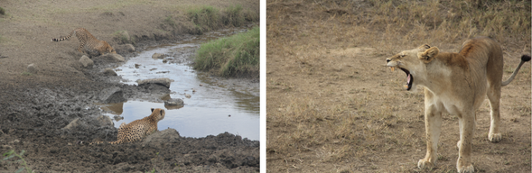 掠食者之地|深度草原遊獵
在黎明破曉前出發,展開清晨 Safari,這是獅子、獵豹與花豹最活躍的時段。北塞倫蓋提相對人煙稀少,是觀察掠食者行動、伏擊與狩獵的絕佳地點。
今日的節奏將依動物活動狀況靈活調整,或追蹤獅群動線,或停駐在一處安靜草坡,等待悄然現身的花豹剪影。中午可選擇返回營地午休,傍晚再出發進行一場日落遊獵,捕捉非洲草原在金黃斜陽下的靜謐與魔幻。
這是與野性節奏同步的一天,讓你更深刻地感受非洲的呼吸。