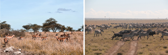 穿越草原,前往塞倫蓋提北部
離開中部草原,今日將一路向北挺進至馬拉河流域,進入遷徙的高潮區域。這段移動不只是地理上的轉換,更是一場追尋自然節奏的壯遊—你正逐步靠近非洲動物大遷徙的核心現場。
沿途不時可見大批角馬、斑馬與蹬羚在原野上穿梭,獵豹或獅子也可能悄然現身,整段車程本身就是一場流動式的 Safari。