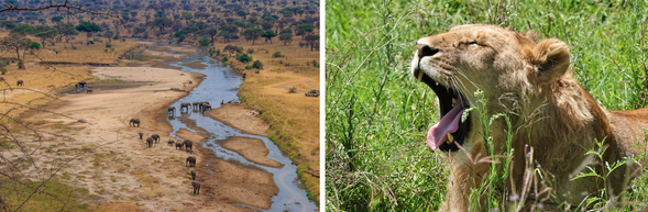 Tarangire → Ngorongoro
早上將繼續在 Tarangire 進行 Safari
清晨的草原是一天之中最有生命力的時刻,動物開始覓食與移動,掠食者也可能仍在活動
清晨光線柔和、氣溫舒適,是觀察象群與各種草食動物的最佳時機之一
午餐後前往 Ngorongoro 火山口地區