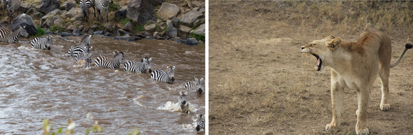 塞倫蓋提國家公園北部|全天遊獵
清晨出發,展開一整天的草原探險。此區正值大遷徙季節,數以萬計的牛羚與斑馬可能聚集於此,場面壯觀震撼。沿途還能遇見獅群伏擊、獵豹高速追逐、河岸邊的河馬與鱷魚,共同編織草原的生命故事。日落時分返回營地,在火紅晚霞下回味今日精彩的觀察。