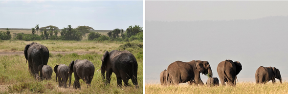 經過一段長途飛行與轉機的洗禮,你終於踏上非洲大地——坦尚尼亞,展開一場令人難以忘懷的生命冒險。
在吉力馬札羅國際機場(JRO),導遊將熱情迎接你的到來,接著驅車前往恩戈羅恩戈羅保護區外圍的 Karatu 地區。
沿途景色從城市轉為鄉野,你將逐步感受到非洲大地的節奏與氛圍。
今晚入住靜謐舒適的 Acacia Farm Lodge,在這片山丘環繞的綠意中,好好休息、調整時差,為迎接明日的野性之旅蓄滿能量。