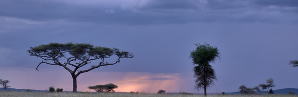 塞倫蓋提國家公園 > 回程
早餐後,將搭乘草原飛機飛回 Arusha,準備返程回台灣。從空中再次俯瞰塞倫蓋提廣闊的草原,為這趟旅程畫下美好的句點。這一趟 Safari 之旅不是說再見,而是期待未來再次相遇;當草原再次呼喚時,也許我們會在非洲再度相遇