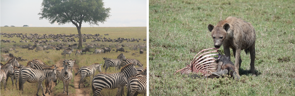塞倫蓋提國家公園
今天,我們將展開全天遊獵行程。塞倫蓋提,意思是「無邊的平原」,這裡是動物大遷徙的心臟地帶,擁有豐富的水源與草地,吸引著無數獅群、花豹、獵豹、水牛、長頸鹿與各類羚羊棲息於此。在乾濕季交替的 4–5 月,草原轉綠,動物活動頻繁,捕食場面時有機會親眼目睹。