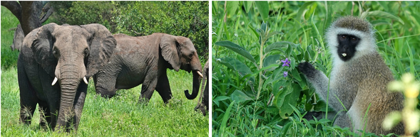 塔蘭吉雷國家公園
早餐後,我們將開始第一天的狩獵之旅,前往塔蘭吉雷國家公園。這個公園擁有引人注目的景點,包括大群的大象、壯麗的草原景觀和雄偉的猴面包樹。公園內已經記錄了超過550種不同的鳥類,其中一些是瀕危物種或特有物種。