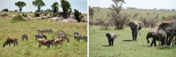 今日將展開陸路移動,從塞倫蓋提中部草原出發,穿越恩戈羅恩戈羅高地,最終抵達東非大裂谷邊緣的馬尼亞拉湖區。這是旅程中路程較長的一天,因此我們特別安排入住馬尼亞拉湖畔,綠意圍繞、氣氛寧靜,為這趟旅程的尾聲換上一種更緩慢的步調。