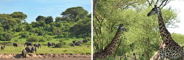 塔蘭吉雷國家公園-卡拉圖
早餐後展開本段旅程最後一次於塔蘭吉雷國家公園的 遊獵,帶著滿滿回憶告別這片「大象王國」。隨後驅車前往 Karatu,入住當地旅館,享受寧靜小鎮氛圍。養精蓄銳,迎接明日壯麗的 恩戈羅恩戈羅火山口 的遊獵。