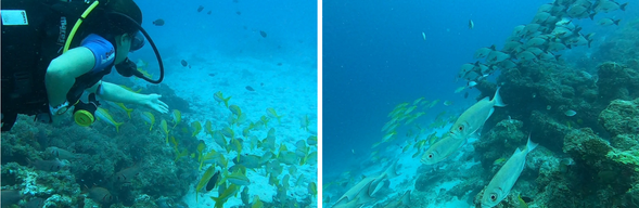 全天自由安排,可參加浮潛、香料農園導覽,或單純享受放空時光。推薦安排日落帆船巡航,迎著海風吹,為蜜月添一層詩意。