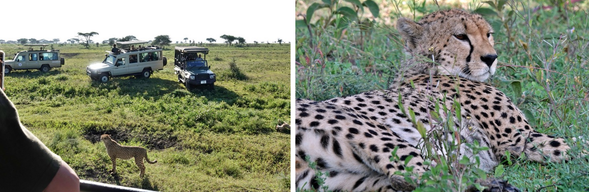 Ngorongoro → Serengeti
Ngorongoro 被譽為「非洲伊甸園」,
是少數有機會看到黑犀牛的區域
午後前往 Serengeti National Park 中部平原