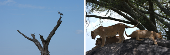 Serengeti National Park
隨著雨季逐漸進入尾聲,遼闊草原覆滿新生牧草,為大地披上一層鮮綠色地毯,也吸引數以萬計的牛羚、斑馬與瞪羚在中部草原聚集覓食。遼闊無垠的草原一路延伸至天際,成群的斑馬、牛羚與長頸鹿自在漫步其中,而獅子、獵豹與花豹也正悄悄地在草原上尋找獵物。這片土地孕育著世界最壯觀的生態奇觀,也見證著動物大遷徙年復一年的循環。