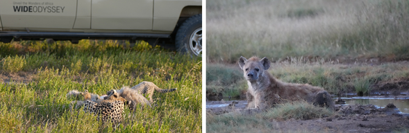Serengeti National Park
追尋遷徙大軍的腳步,跟隨動物遷徙的路線深入塞倫蓋蒂大草原,成千上萬頭牛羚與斑馬在草原上聚集、移動,形成壯觀的生命洪流,見證大遷徙的震撼場面。這裡沒有圍欄,也沒有界線,只有最原始的自然法則不斷上演,讓您親身見證世界最大規模陸地遷徙的震撼與感動。