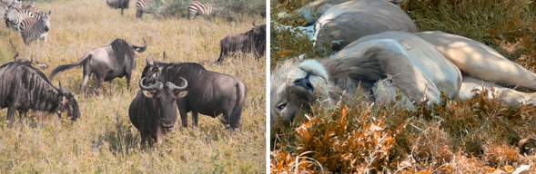 Seregenti國家公園 (南部) 遊獵
今日將以 全天遊獵方式,在塞倫蓋提南部進行深度探索。這裡相較於北部與中部更為靜謐,遊客密度低,更容易在無人打擾的情況下觀察動物的自然行為。
你將有機會在晨曦中發現獵豹追逐,或在午後目睹象群漫步、長頸鹿悠然穿越荒原。中午可於指定地點野餐休息,感受真正的野外節奏。