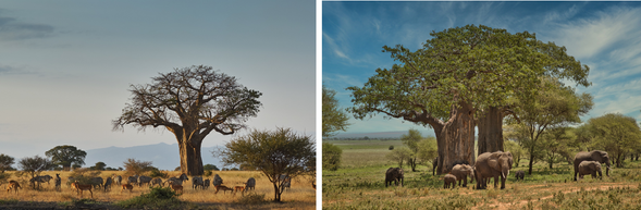 Arusha > Tarangire 國家公園
前往 Tarangire National Park 這裡以巨大象群與猴麵包樹聞名,是坦尚尼亞經典草原風景之一,展開首次 Game Drive