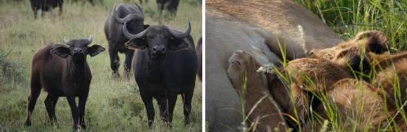 今天,我們將展開全天遊獵行程。塞倫蓋提,意思是「無邊的平原」,這裡是動物大遷徙的心臟地帶,擁有豐富的水源與草地,吸引著無數獅群、花豹、獵豹、水牛、長頸鹿與各類羚羊棲息於此。