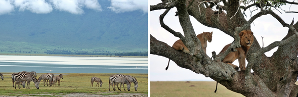 恩戈羅恩戈羅火山口 > 塞倫蓋提國家公園
清晨,我們將進入恩戈羅恩戈羅火山口,開始第一次的Safari,這裡每平方公里動物數量非常豐富,我們將駕車行駛於由恩戈羅恩戈羅高原的海拔變化所形成的微型棲息地中。一整個上午,在恩戈羅恩戈羅火山口內進行野生動物探索之旅。下午前往中部塞倫蓋蒂國家公園。