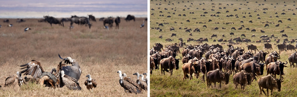 塞倫蓋提國家公園北部|全天遊獵
繼續深度探索塞倫蓋提北部。此區地貌多變,除了廣袤草原,還有河谷與樹林,吸引花豹、長頸鹿、大象等出沒。隨著動物遷徙移動路線的變化,你將有機會在不同棲地觀察牠們的行為。這一天是與草原最貼近的相處時光,從清晨到黃昏,盡情沉浸於野性的脈動之中。