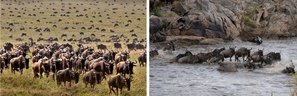 Serengeti 國家公園
當成千上萬的角馬與斑馬開始聚集在河岸邊,緊張與寧靜交織的氛圍,正是大遷徙最令人難忘的時刻。這兩天我們將彈性安排 Safari,盡可能把握渡河發生的機會