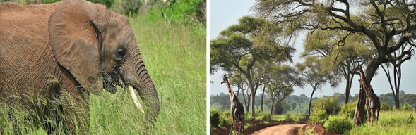 塔蘭吉雷國家公園-今日將進入以「大象王國」聞名的塔蘭吉雷國家公園,展開整日 Safari。乾季時可見數百頭大象聚集在河谷邊,猴麵包樹與稀樹草原交織成最經典的非洲景致。沿途還有機會觀賞長頸鹿、斑馬、角馬、水牛、獅子與多樣鳥類。