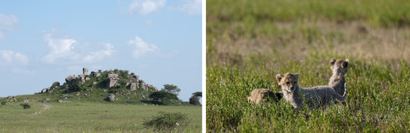 Serengeti National Park
今天清晨可自費參加 塞倫蓋提熱氣球體驗。搭乘熱氣球緩緩升空,從高空俯瞰遼闊無垠的塞倫蓋提草原,在日出時分欣賞草原被金色光線覆蓋的壯麗景色。參加熱氣球的旅客在活動結束後,將返回飯店與其他團員會合,繼續在 塞倫蓋提國家公園 展開 Safari,尋找獅子、大象、等野生動物的蹤跡。