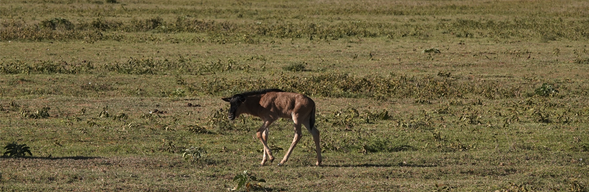 早餐後,我們將驅車前往阿魯沙市區,準備搭乘前往吉力馬札羅國際機場的航班。 雖然這是我們此次 Safari 的結束,但這絕對不是要跟您說見面,珍藏您在狩獵日子的美好時刻,期待下次再和你,一起回到這片讓人心動的大地。