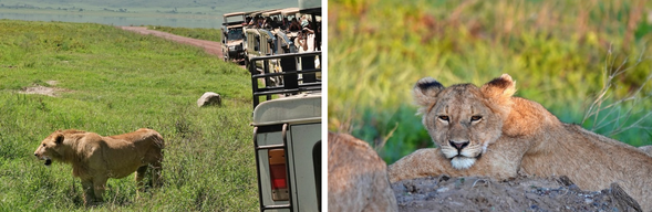 Ngorongoro 保護區・Ndutu 保護區
今天將深入 Ngorongoro 火⼭⼝ 展開 Safari。這座直徑約 20公⾥的巨⼤火⼭⼝,被譽為世界上最完整的野⽣動物棲息地之⼀。下午結束Safari後,前往 Ndutu 保護區。Ndutu位於塞倫蓋提南部,是每年動物⼤遷徙的重要區域之⼀,廣闊的草原與湖泊吸引⼤量⽜羚與斑⾺聚集,也讓獅⼦、獵豹與鬣狗等掠食者在此活動頻繁。