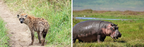 恩戈羅恩戈羅火山口
早餐後,我們將前往世界自然遺產——恩戈羅恩戈羅火山口。這座火山口是全球最大的完整火山凹地之一,被譽為「非洲伊甸園」,地勢封閉、資源豐富,使得大量野生動物終年棲息於此,包括獅子、非洲水牛、黑犀牛、斑馬、角馬、豺狼、鬣狗等。由於動物不需遷徙尋水,在這裡看到「非洲五霸」的機率極高。