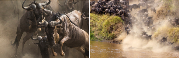 追尋渡河奇蹟|大遷徙現場 Safari
今日將是本次旅程的高光時刻之一。清晨出發,前往馬拉河沿岸守候角馬過河的一刻。
數萬頭角馬與斑馬聚集在河岸觀望,等待那頭率先踏入激流的領頭者,一旦行動展開,塵土飛揚、水花四濺,場面震撼無比。你將有機會見證動物為生存穿越天險、對抗鱷魚的壯烈瞬間。
午後可選擇回營地休息,或繼續在北部草原展開遊獵,探索更多野性場景。夜晚圍坐營火旁,分享今日親歷自然奇觀的悸動與餘韻。