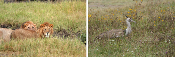 Ngorongoro Crater – Central Serengeti
清晨將進入恩戈羅恩戈羅火山口,展開今日精彩的 Safari 探索。這座直徑約 20 公里的巨大火山口,被譽為世界上最完整的野生動物棲息地之一,孕育著獅子、大象、斑馬、羚羊等豐富野生動物。下午離開火山口後,將一路前往中部塞倫蓋蒂國家公園,準備迎接更遼闊壯觀的草原旅程。