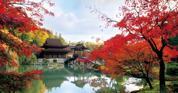 ▼虎溪山永保寺-树龄700年的大银杏和绝美的红枫(约60分钟,可自由活动)
这座伫立于虎溪山的禅寺,由梦窗国师创立于正值鎌仓时代的公元1313年。虎溪之名的由来,源于梦窗疏石到访此地时认为风景犹如中国庐山的虎溪。寺庙内的池泉回游式庭园为国家名胜外,鎌仓末期建造的「观音堂」和「开山堂」也名列日本国宝。本堂前有棵多治见市的天然纪念物,树龄700多年的大银杏及以志野‧织部釉制作而成的陶制灯笼。
永宝寺的红叶更是被选为飞驒美浓红叶33选之1。一到秋天,庭院中的红叶与本堂前的大银杏相互呼应,将秋天的蓝空点缀的色彩缤纷。