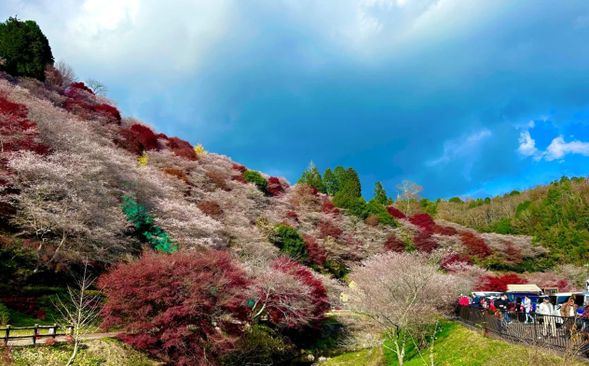 ▼小原四季樱节-约一万株“樱花和红叶”的壮观同框(约30分钟,可自由活动)
位于爱知县丰田市的小原四季樱,是野生樱花品种「豆樱」与「江户彼岸」的杂交品种,与一般染井吉野樱不同之处,它虽然也会在春天开花,但到每年秋季才是真正盛开的日子。丰田市小原地区种植了超过一万棵四季樱,再加上秋季正值枫叶转红,造就了小原地区可以同时欣赏红叶和樱花的独特风景。
今年「小原四季樱节」将于11月16日~12月1日举行,除了可以欣赏四季樱盛开和枫红之外,公园会有不同活动及有当地市民摆摊哦~
🌸 小原四季櫻節 小原地區特有的「四季櫻(Shikizakura)」,每年開花兩次:一次在春季(如同一般櫻花),另一次在秋季與紅葉共演,是日本極為罕見的自然現象。
每到 11 月,約一萬株四季櫻綻放於山谷與鄉間道路,與滿山紅葉交織出夢幻的粉紅與火紅絕景,被譽為「秋日中的春天」。