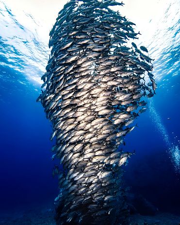 如果運氣好,這裡還能遇上壯觀的 傑克魚風暴。
成千上萬隻銀色傑克魚在水中盤旋,宛如旋轉的巨型漩渦,氣勢磅礡。與牠們共游的震撼,是無數潛水人心中的夢想,將會是此行最難忘的水下奇遇之一。