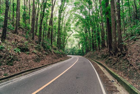 打卡秘境 · 薄荷島人造森林。
結束刺激的滑索體驗後,我們將前往薄荷島著名的 人造雙子林蔭隧道。這片森林是由當地居民數十年前親手栽種而成,如今高聳的紅木與桃花心木在道路兩側聳立,枝葉交錯形成天然綠色拱門。
走進其中,陽光從樹縫間灑落,光影斑駁,讓人宛如置身電影場景。這裡也是旅人必到的打卡地點,每一張照片都自帶濃濃的詩意與氛圍感。