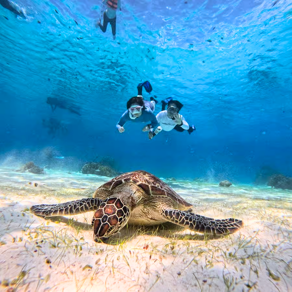 第一潛 - 海龜島
我們不追求刺激,只追求與自然最溫柔的共游。靜靜地漂浮,看著海龜的每一次呼吸,感受時間慢下來的瞬間。
