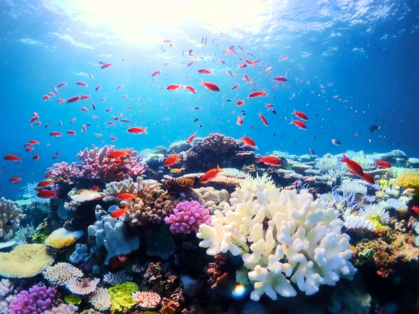 第二潛 - 珊瑚花園
世界級珊瑚保護區——巴里卡薩(Balicasag)。在陽光灑落的海底花園,五彩斑斕的原始珊瑚正綻放生命光芒,成群的小丑魚穿梭其間,堅守著這片純淨家園。這一潛,您不僅是視覺的過客,更是走進一座活著的藝術品,讓每一次呼吸,都與海洋的律動深度共鳴。