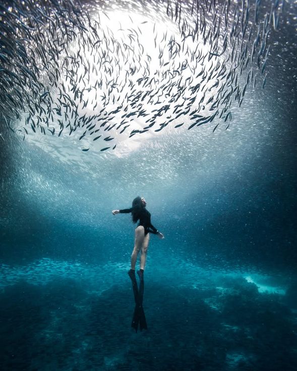 Napaling · 沙丁魚風暴的奇幻世界
換好裝備、調整呼吸,當你潛入 Napaling 的海水裡,立刻會被眼前的景象震撼。數十萬隻沙丁魚集結成巨大魚群,宛如銀色的風暴在你四周翻騰流動,時而旋轉、時而散開,陽光穿透水面,折射出閃閃發亮的波紋,畫面壯麗得宛如電影場景。
除了沙丁魚,這裡還能遇見成群結隊的 傑克魚,牠們在深藍的峭壁旁盤旋,展現出磅礡氣勢。周圍更有大片完整的 珊瑚礁 與繽紛的 熱帶魚群,色彩斑斕,如同海底花園。再加上 極佳的能見度,讓你無論仰望魚群、俯瞰海底,都能清晰欣賞這片海洋的壯麗。