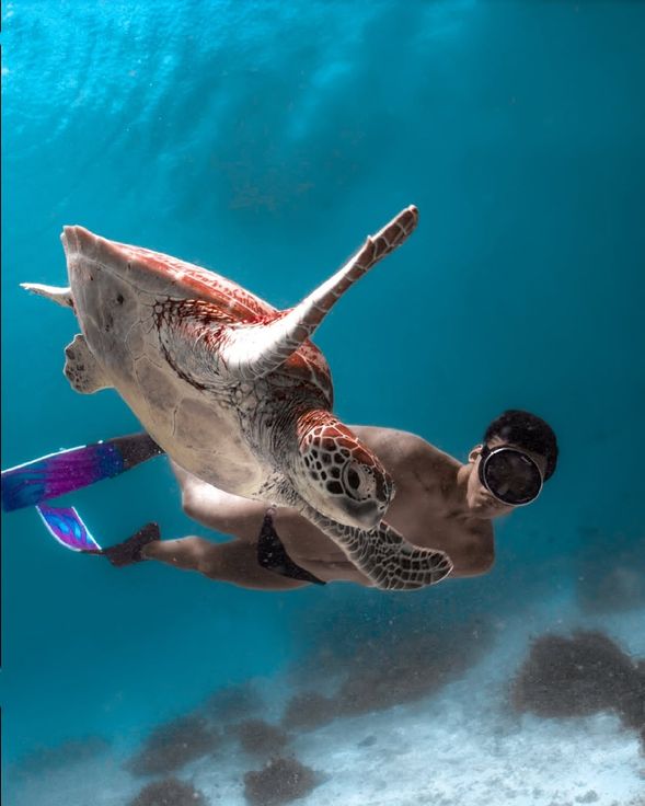 潛點一:海龜花園(Turtle Garden)
海龜花園的地形以 大片沙地 為主,潔白明亮的海底像是天然的攝影棚,能把陽光反射得更加透亮。這裡散落著一朵朵 巨大珊瑚群,彷彿海底花園,壯麗又充滿生命力。
最吸引人的,當然是數量驚人的 海龜。牠們悠閒地在沙地與珊瑚之間穿梭,或停下覓食,或從你身旁優雅掠過。加上清澈的能見度,每一張照片都像明信片般夢幻,無論是與海龜合影,還是以珊瑚花園為背景,都是超級出片的畫面。