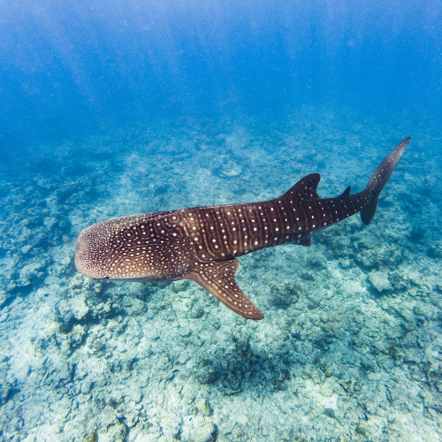 開始鯨鯊浮潛體驗,由專業浮潛嚮導陪同,近距離欣賞壯觀的鯨鯊。