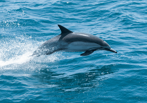 這段航程本身就是一場驚喜,因為途中有機會遇見成群的 海豚,牠們常常伴隨著船隻,一邊跳躍一邊前進,彷彿在為我們帶路。