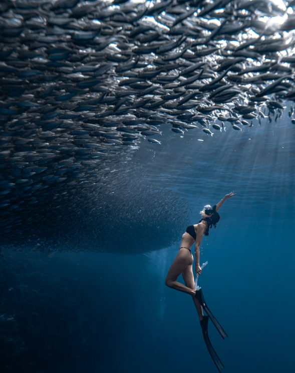 開始下潛探索沙丁魚風暴,由專業教練帶領,並進行水下拍攝。