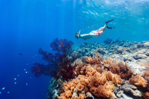 潛點二:珊瑚花園 & 大斷層(Coral Garden)
休息過後,我們將前往 Balicasag 最壯觀的潛點之一——珊瑚花園。這裡遍布各式繽紛的珊瑚群,色彩鮮豔如同海底花園,成群的熱帶魚在其中穿梭,畫面宛如置身水下仙境。
隨著視線延伸,地形忽然急遽下降,眼前出現一片震撼的 大斷層。峭壁直落深藍,帶來無比的臨場感與神秘氛圍。潛水時,你可以同時欣賞淺層珊瑚的絢麗,以及深海的遼闊壯麗,兩種截然不同的景觀在這裡交織,令人屏息。