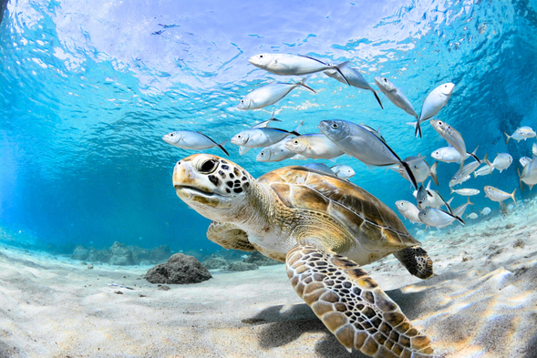 浮潛點:海龜島(Turtle Point)
海龜島的地形以 大片沙地 為主,潔白明亮的海底像是天然的攝影棚,能把陽光反射得更加透亮。這裡散落著一朵朵 巨大珊瑚群,彷彿海底花園,壯麗又充滿生命力。最吸引人的,當然是數量驚人的 海龜。牠們悠閒地在沙地與珊瑚之間穿梭,或停下覓食,或從你身旁優雅掠過。