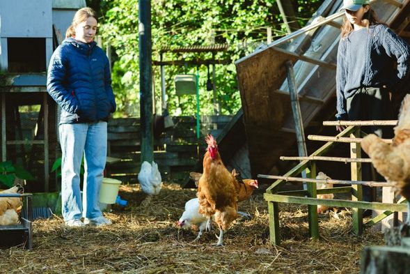 鶏の卵広い🥚(希望者のみ)