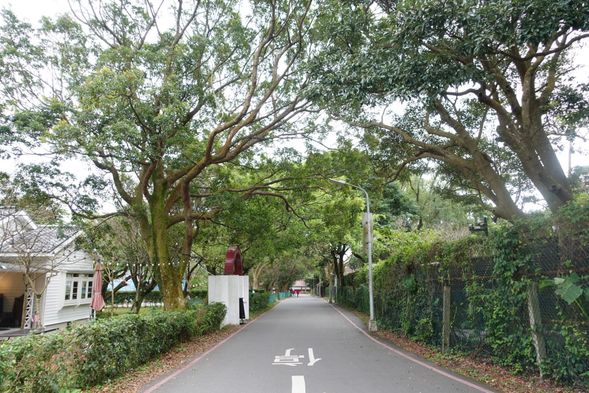 這區域的美軍宿舍群綠意盎然的道路,有種遠離台北市區塵囂的鬆弛感